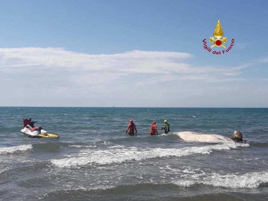 immagine di sfondo 1