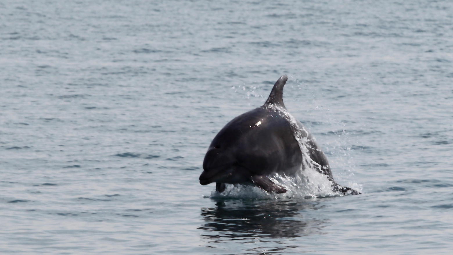 Un delfino (foto Pasqualebove)