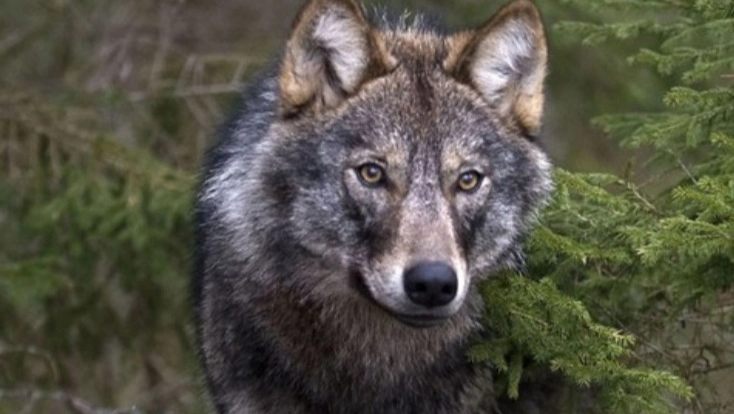Gli avvistamenti di lupi vicino a zone abitate sono sempre più frequenti