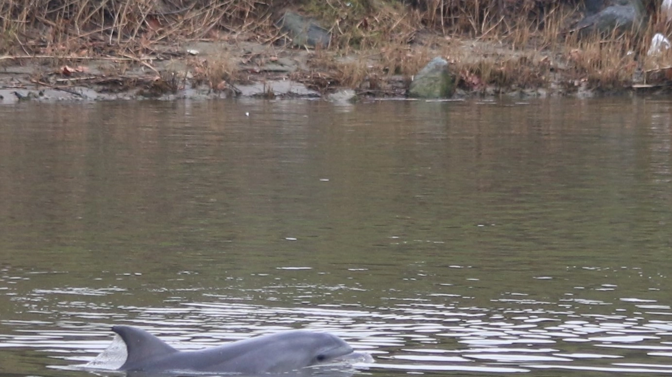 Il delfino in Arno (foto di Andrea Valtriani)