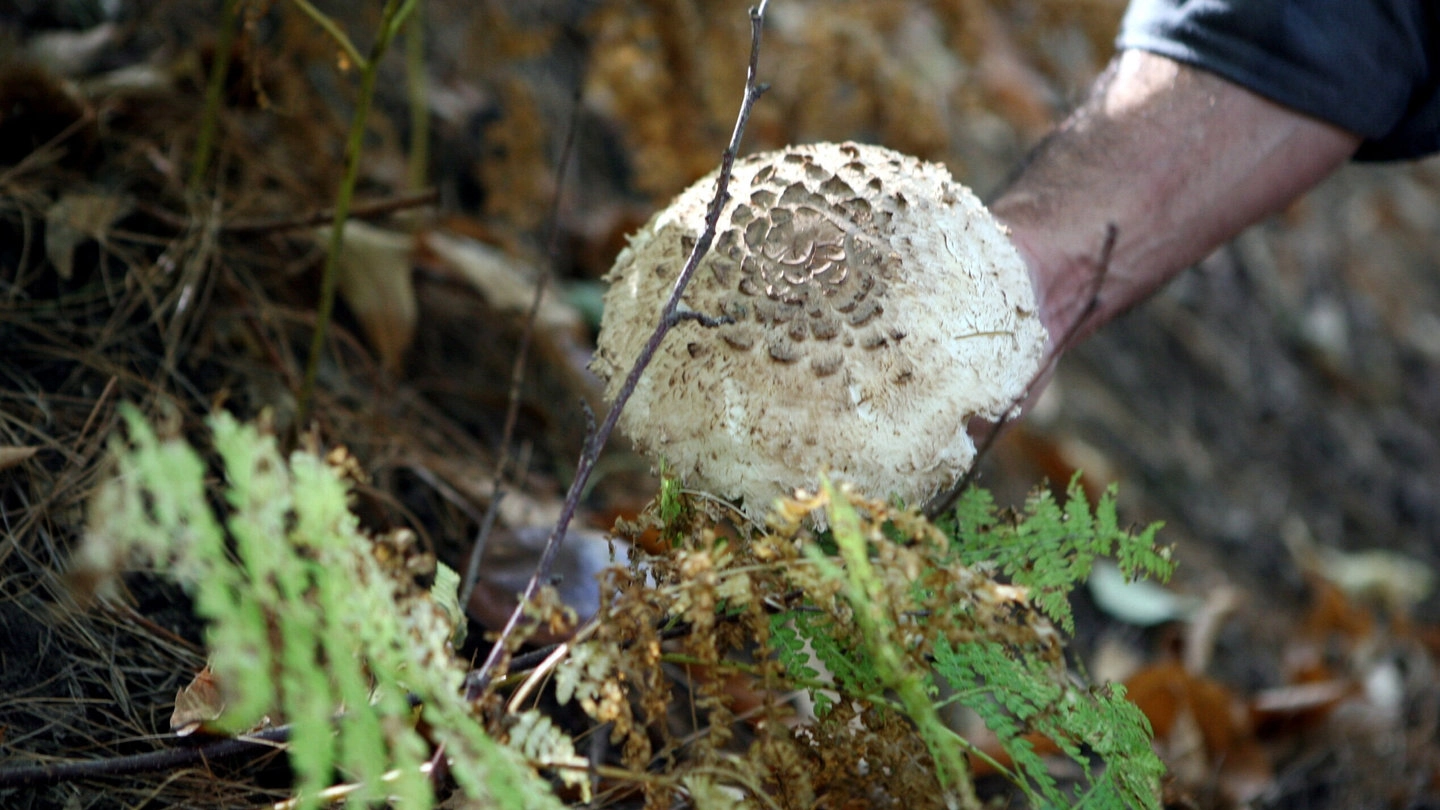 Il fungaiolo disperso ha 38 anni