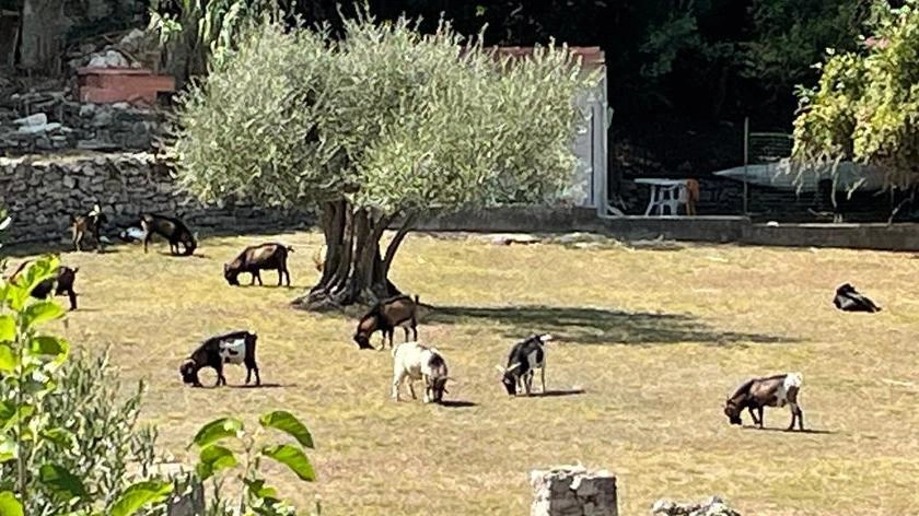 Da attrazione a problema Palmaria, troppe capre Cresce il gregge sull’isola Da attrazione a problema Palmaria, troppe capre Cresce il gregge sull’isola