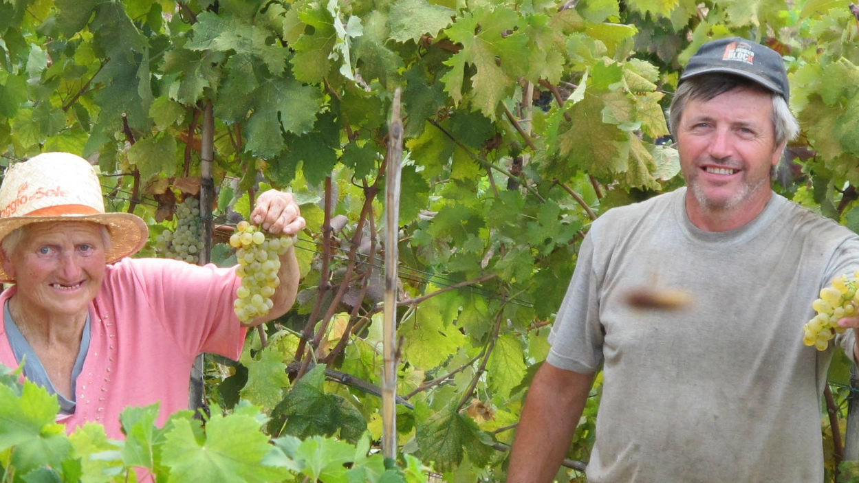 GRAPPOLI  Chicchi dorati e bucce dure: c’è ottimismo fra i viticultori che parlano di buona qualità dell’uva UNICO In un paesaggio straordinario, sospesi sopra il mare, ci si prepara alla vendemmia 2015, che sembra garantire vini di qualità grazie alla calda estate