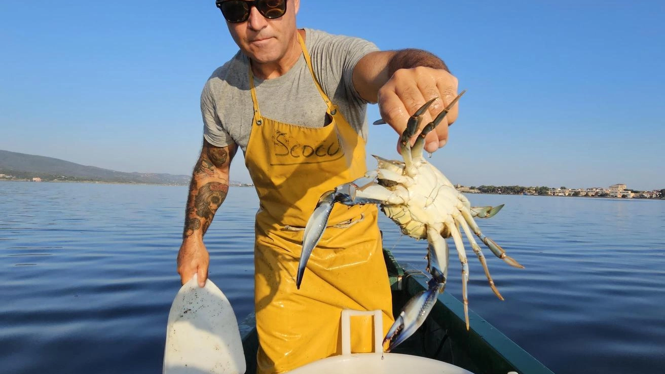 L’allarme granchio blu "Le biodiversità a rischio" L’allarme granchio blu "Le biodiversità a rischio"