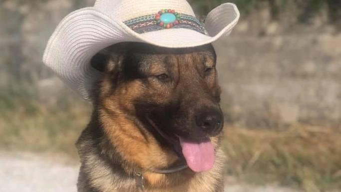 "Il cane Marley sia ambasciatore toscano della disabilità animale" "Il cane Marley sia ambasciatore toscano della disabilità animale"