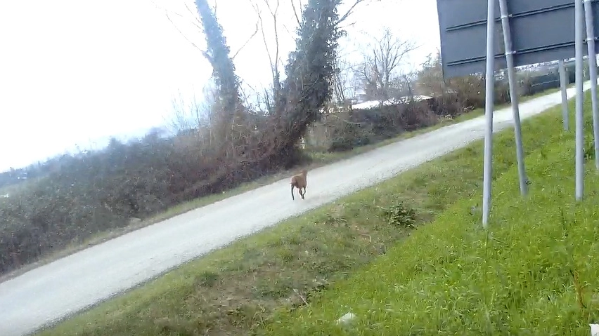 La capra scappata dall'ovile La capra scappata dall'ovile
