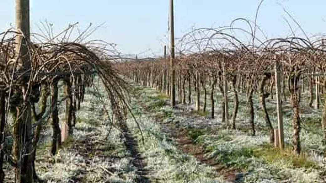 Maltempo choc Gelo e grandine Danni a Magliano e alla Parrina Maltempo choc Gelo e grandine Danni a Magliano e alla Parrina