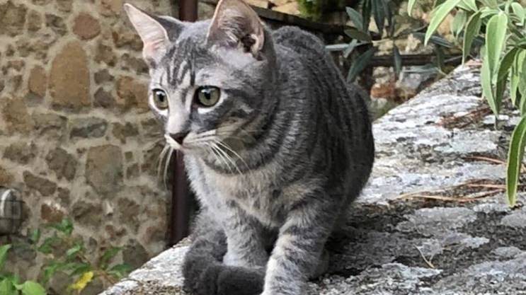 La gattina Ginevra