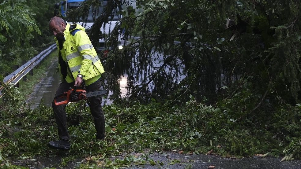Via al piano antincendio. Gli alberi vanno abbattuti Via al piano antincendio. Gli alberi vanno abbattuti