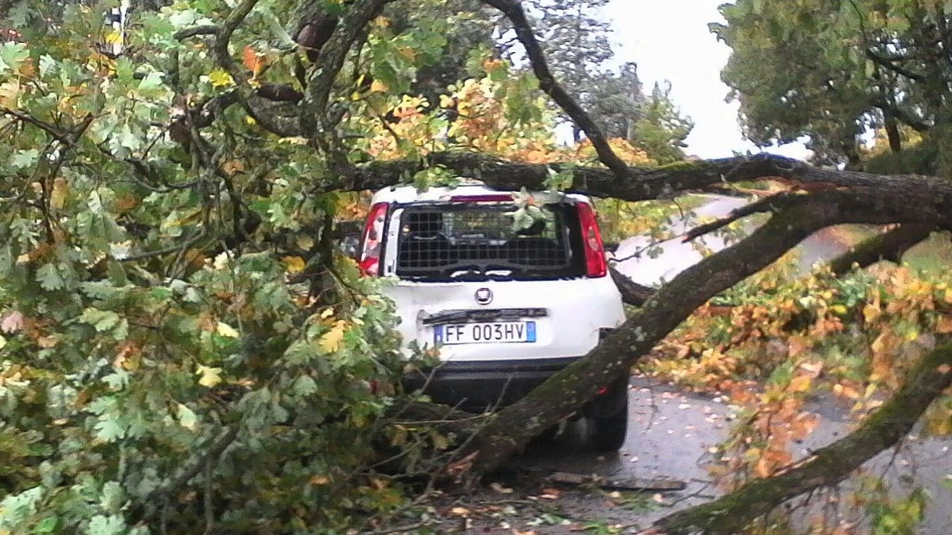 La Fiat Panda di servizio completamente avvolta dall’albero caduto; in basso Elisabetta Taborra