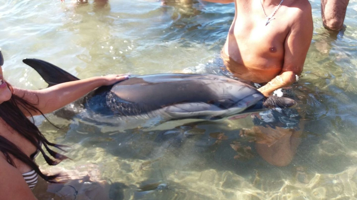 Il delfino soccorso dai bagnanti