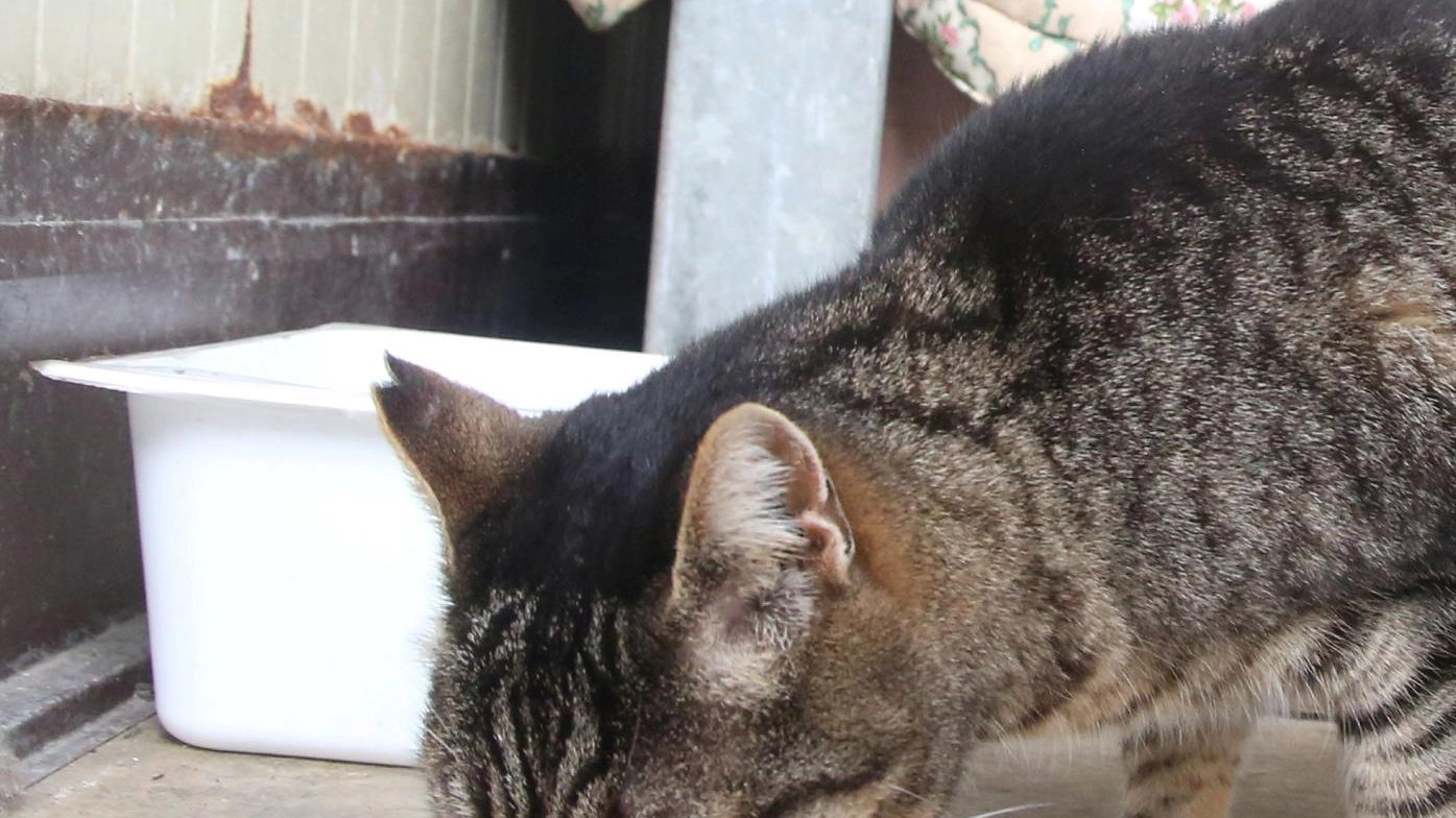 Il gattile La Bogaia  cerca un gestore  Il bando pubblicato  sul sito del Comune