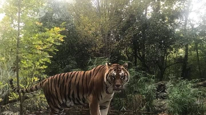 Addio alla tigre salvata dal circo  Un’icona per il Giardino zoologico