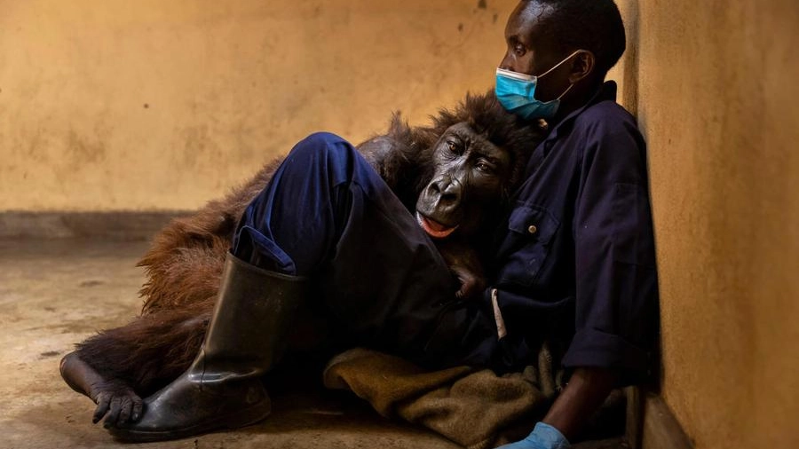 La gorilla Ndakasi tra le braccia del suo custode