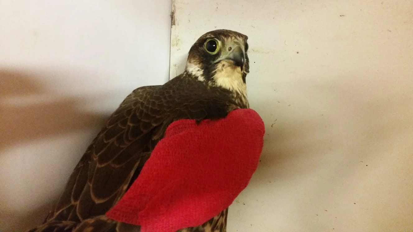 ll falco ferito da un bracconiere e ricoverato al Centro Lipu: ha uno speciale bendaggio