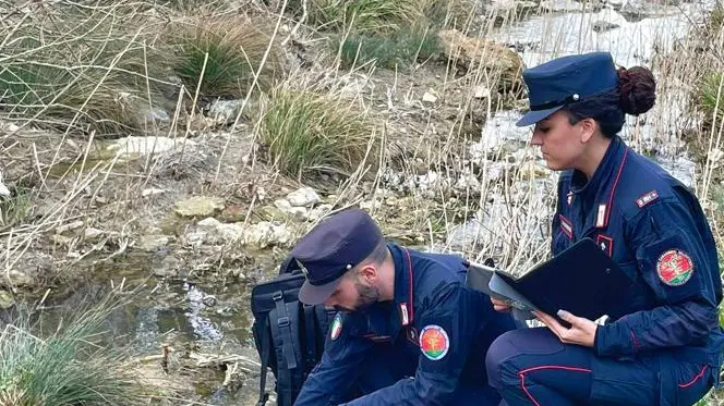Allarme inquinamento ed ’esche’  Moria di pesci, indaga l’Arma  Bocconi al veleno: area bonificata