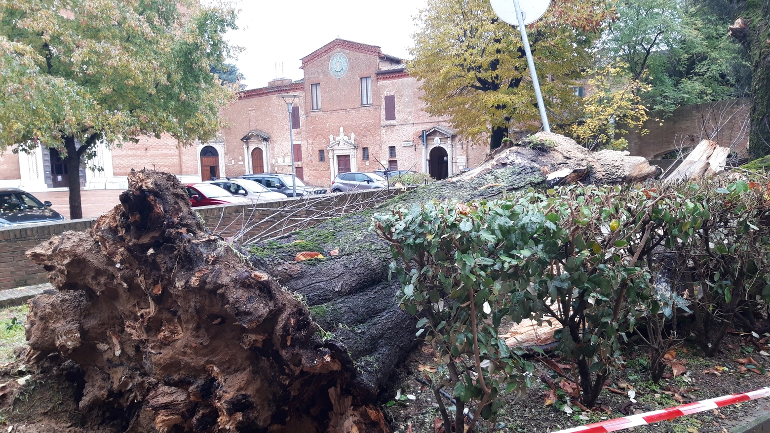 L'albero caduto in Piazza San Francesco (Foto Valdesi)