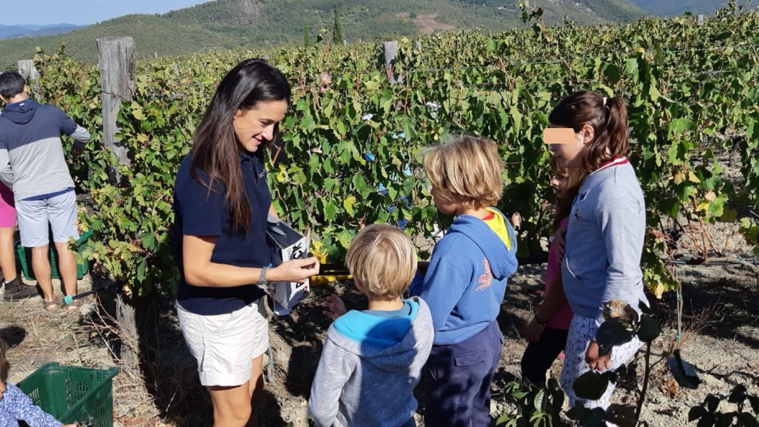 vendemmia vendemmia