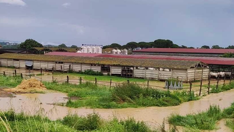 Nuova bomba d’acqua Cede l’argine del canale L’acqua arriva alle stalle Nuova bomba d’acqua Cede l’argine del canale L’acqua arriva alle stalle