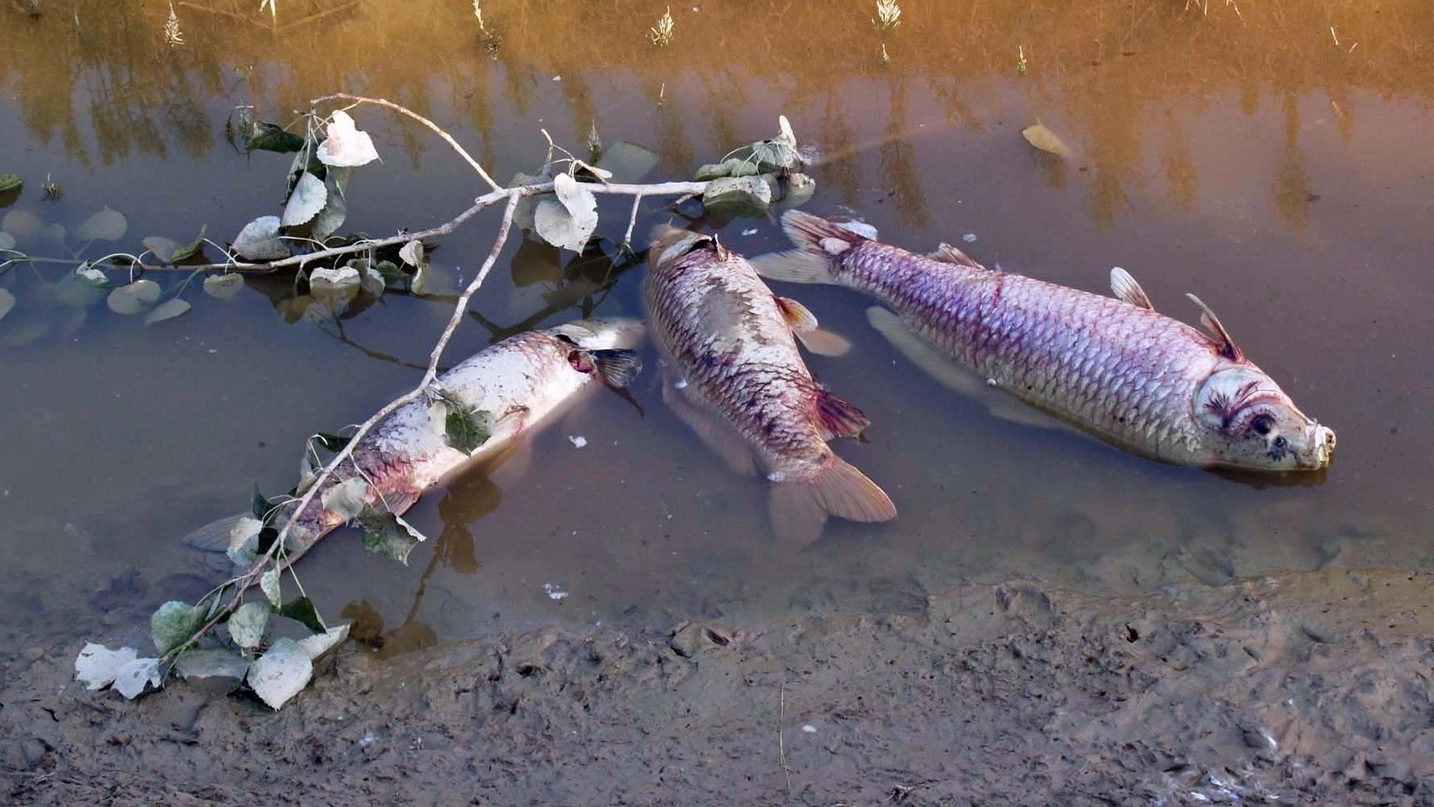 Alcuni dei pesci morti