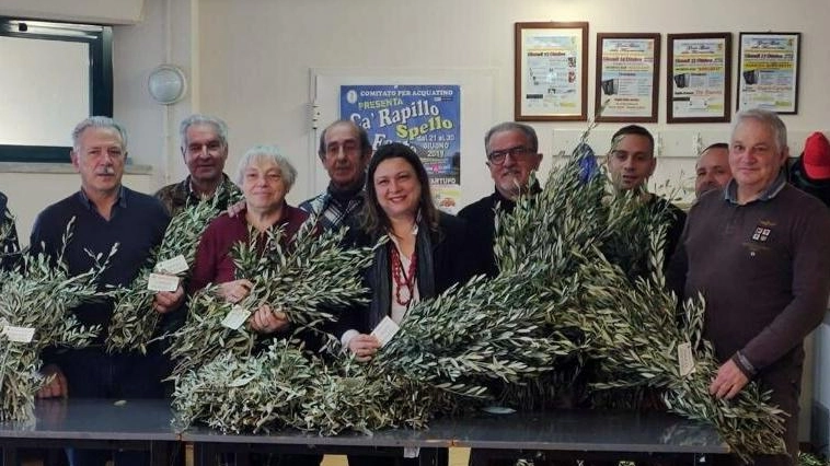 In piazza San Pietro centomila ramoscelli di olivo dalle città dell’olio