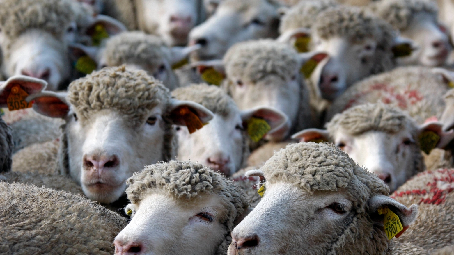 Pecore in una foto Reuters