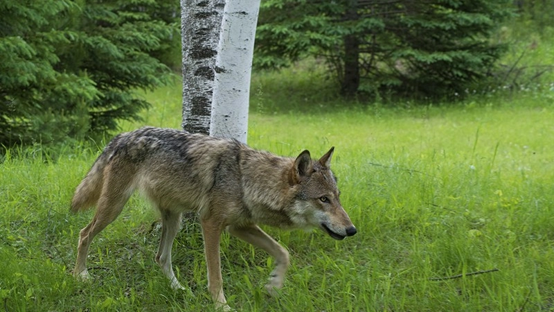 Un lupo (foto di archivio)