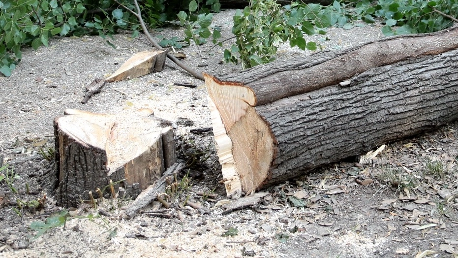 Parco delle Cascine, crolla un albero di 12 metri