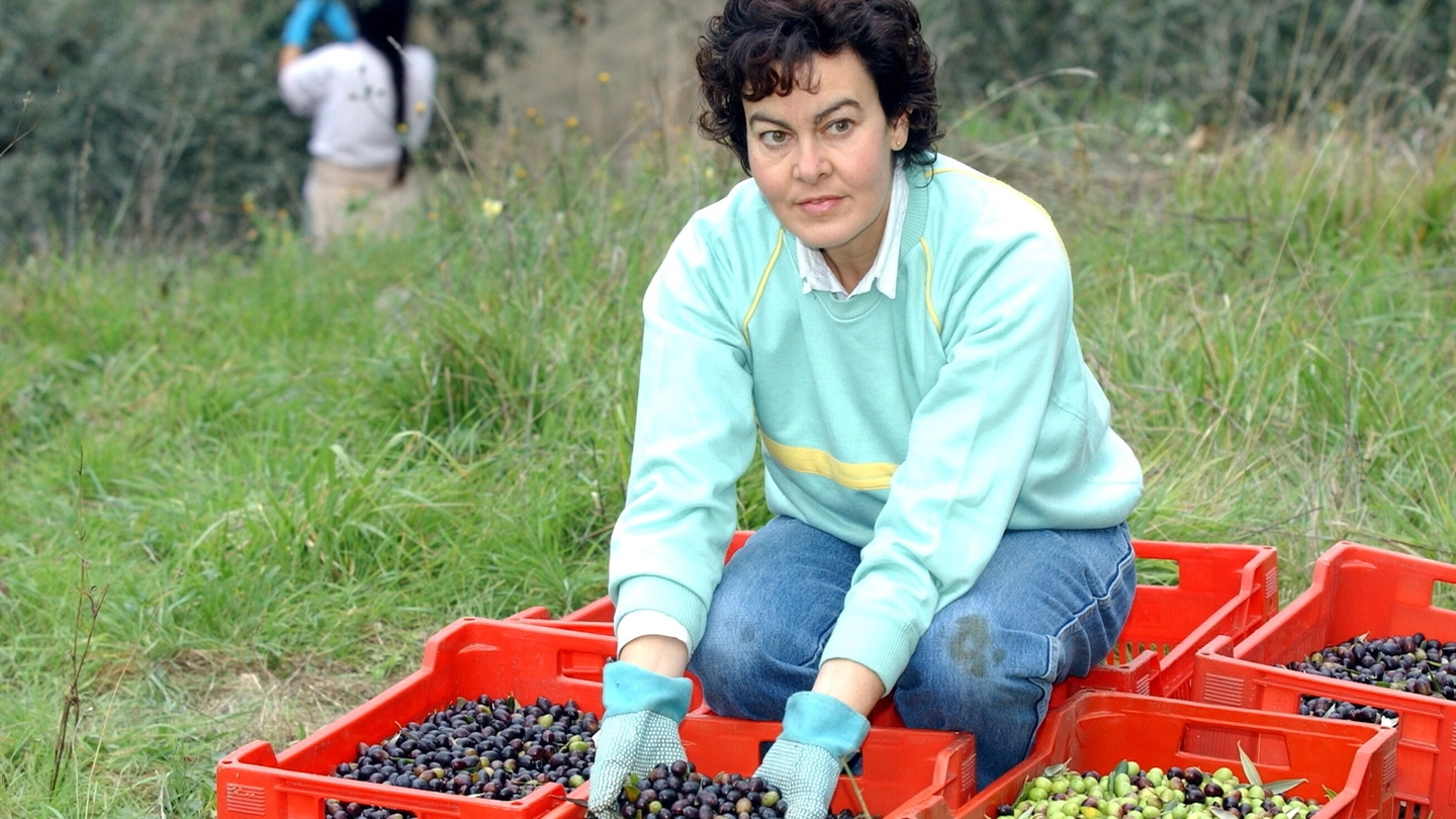 La raccolta delle olive è cominciata in questi giorni e si protrarrà fino a dicembre 