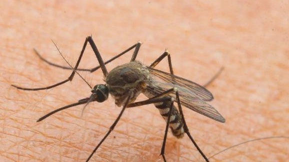 Lotta alle zanzare  Stand informativo