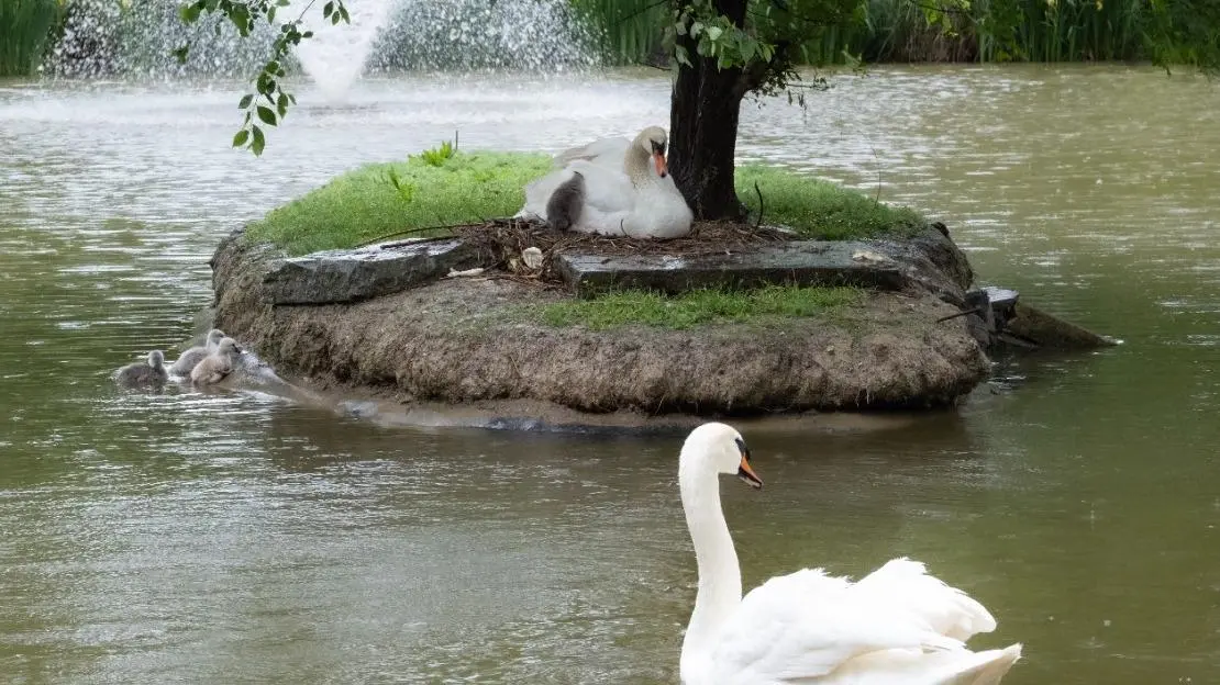 Al laghetto di Rignaldello nati sette piccoli cigni Al laghetto di Rignaldello nati sette piccoli cigni
