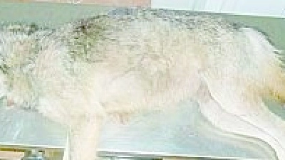 Il lupo trovato ucciso qualche mese fa nella piazza di Roccalbegna