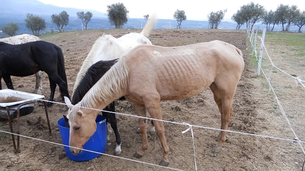 Rignano sull'Arno, i cavalli sequestrati per maltrattamento(Foto Italian Horse Protection)