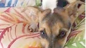 Travolta dal treno, la famiglia cerca la cagnolina Travolta dal treno, la famiglia cerca la cagnolina
