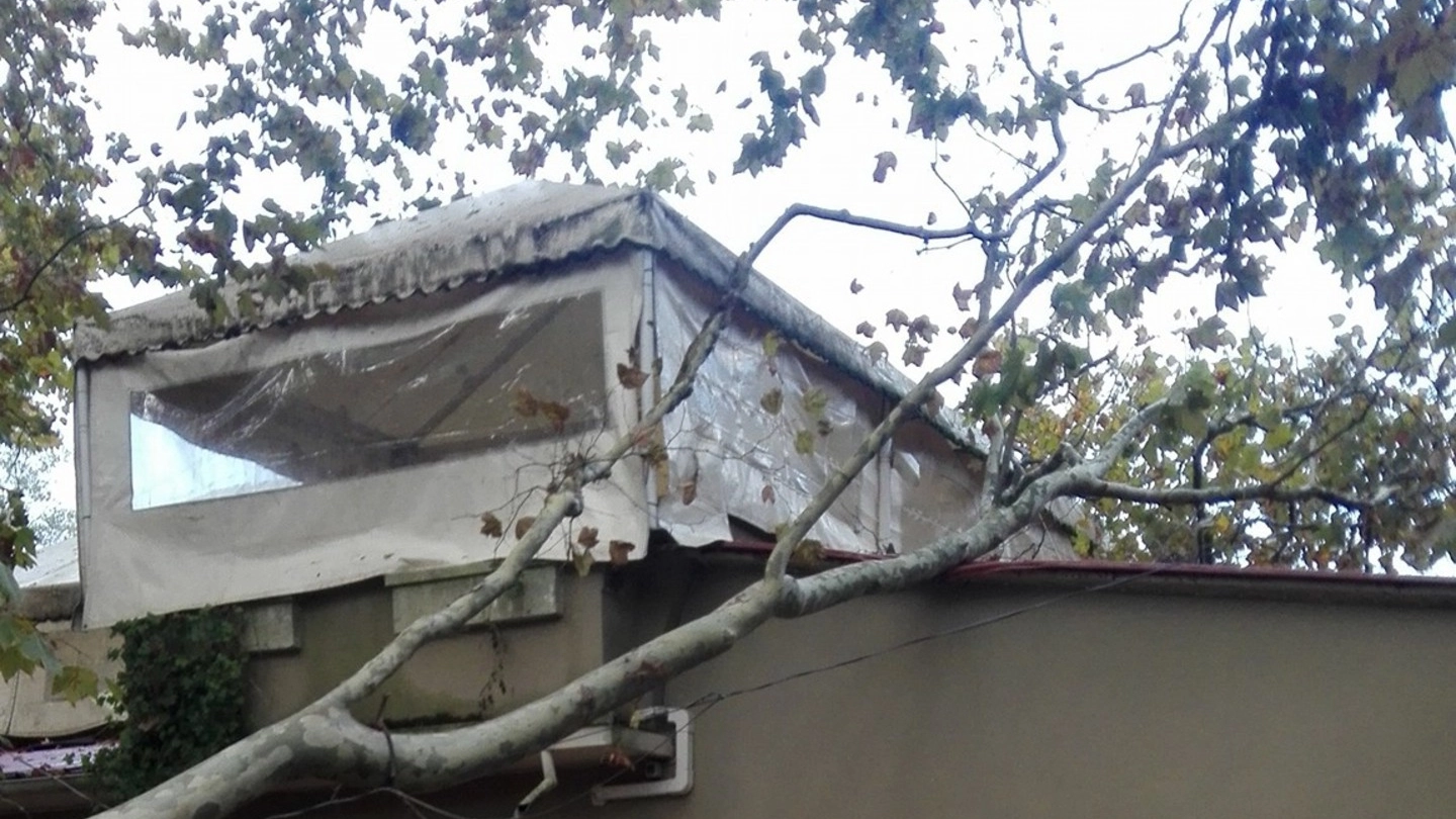 Il grosso ramo che è caduto sul "Pino sul tetto"