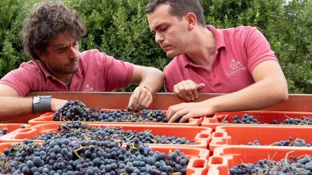 Vendemmia nelle terre del tufo. Stagione difficile, ma buon vino Vendemmia nelle terre del tufo. Stagione difficile, ma buon vino