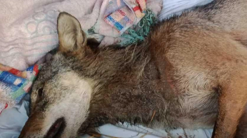 Lupa uccisa da bracconiere. Non era un incidente stradale Lupa uccisa da bracconiere. Non era un incidente stradale