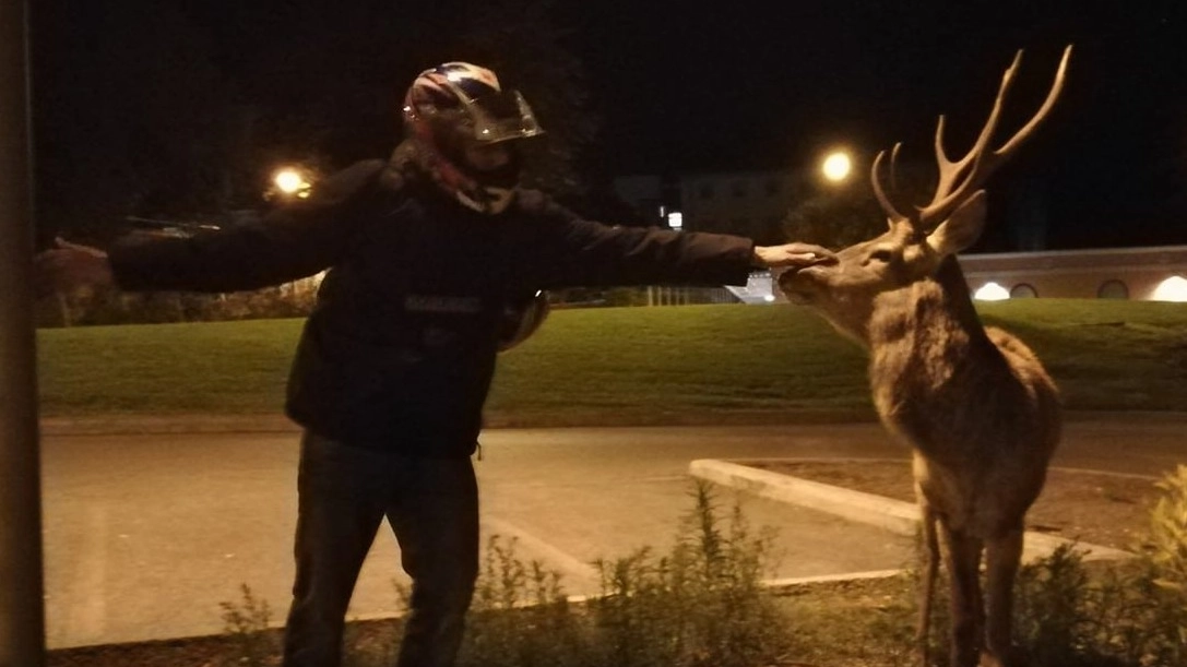 Un giovane accarezza il cervo spuntato di notte nel parcheggio  di Villa Fiorita