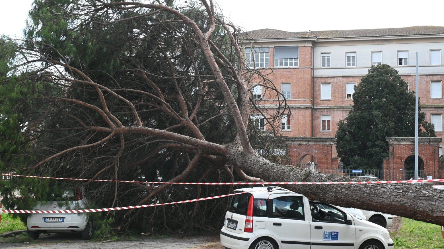 Paura al Campo di Marte. Un enorme pino si schianta sulle auto dei dipendenti Asl Paura al Campo di Marte. Un enorme pino si schianta sulle auto dei dipendenti Asl