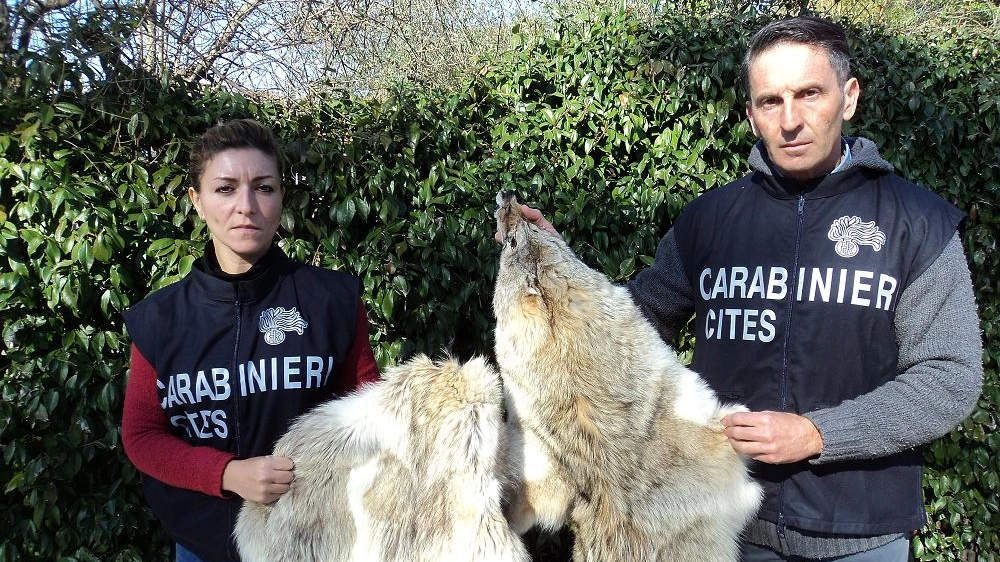 Sequestrate pellicce di lupo siberiano