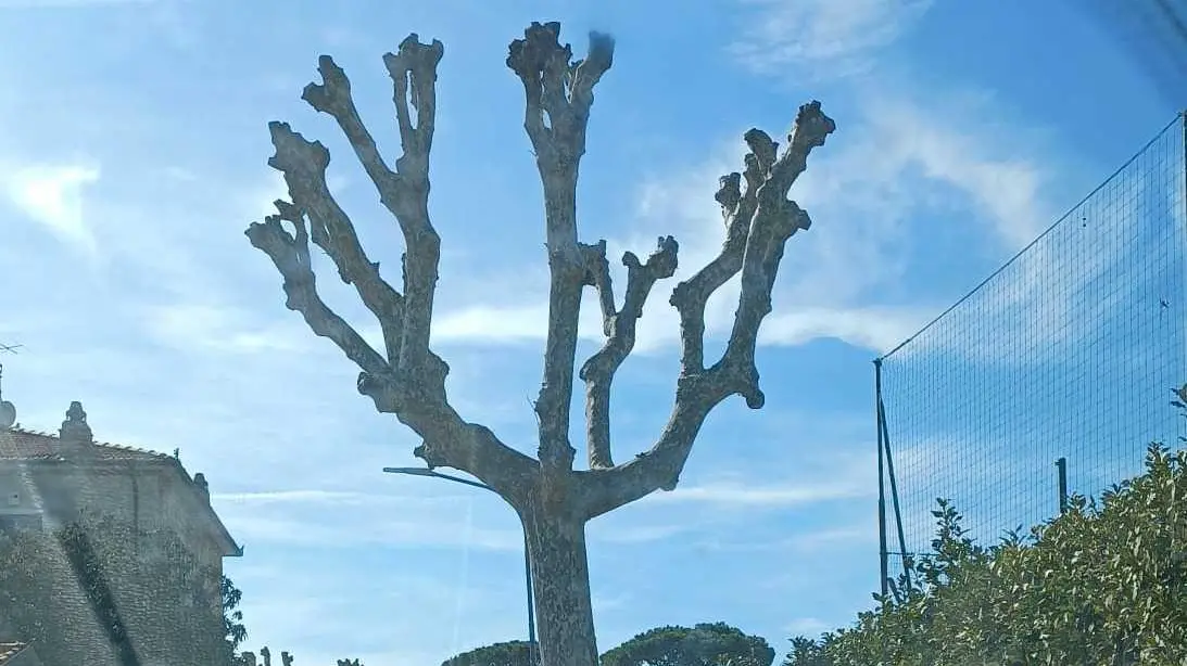 Potature drastiche  Residenti di via Versilia  ancora in guerra   "Sindaco disinteressato"