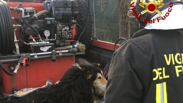Cane cade nel fiume, salvato dai vigili del fuoco