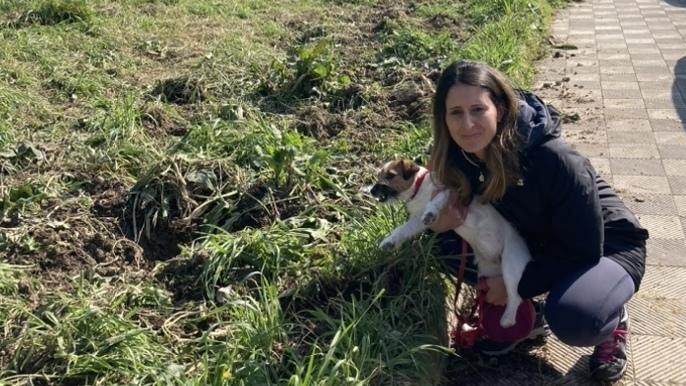 Guardie venatorie. Scatta lo sciopero. I cinghiali banchettano Guardie venatorie. Scatta lo sciopero. I cinghiali banchettano