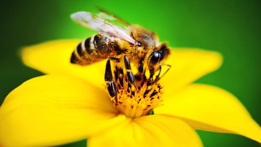 Il maggior numero di specie di api si trova lontano dai poli e dall'equatore
