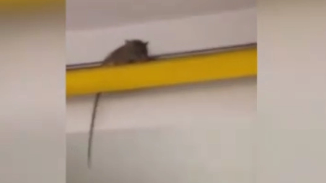 Il topo filmato dai ragazzi dell'alberghiero