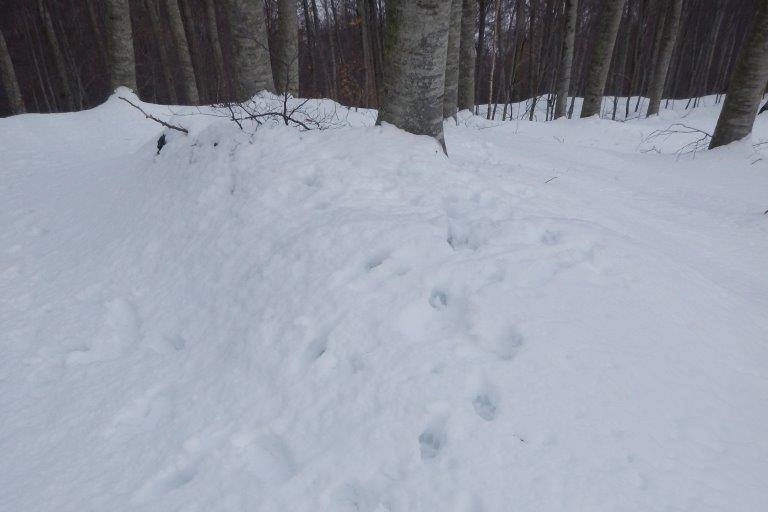 Foto dal profilo Fb Parco Alpi Apuane