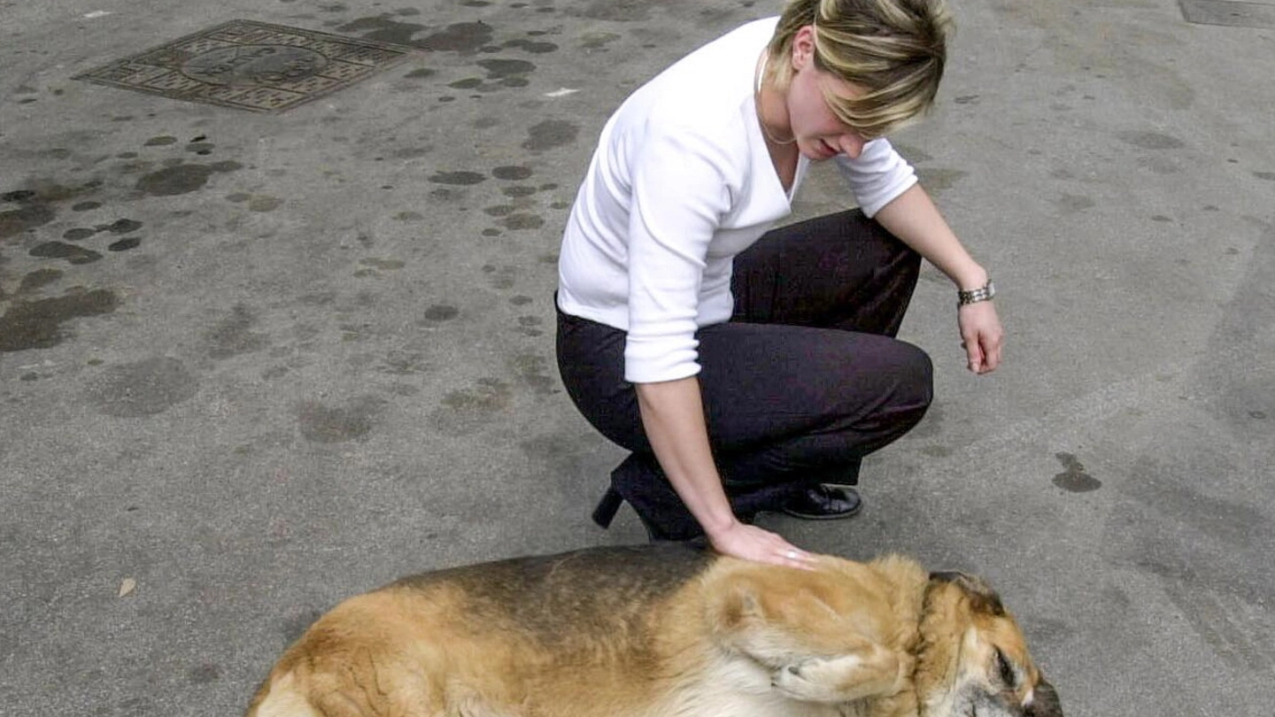 Si molitiplicano i casi di cani avvelenati da bocconi lasciati appositamente in strada (foto d’archivio)