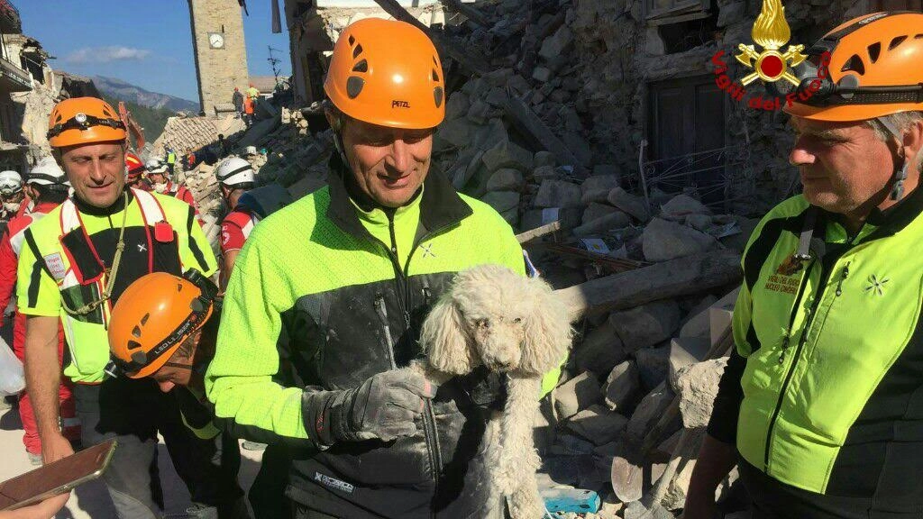 Terremoto ad Amatrice, i vigili del fuoco di Livorno salvano un cagnolino tra le macerie