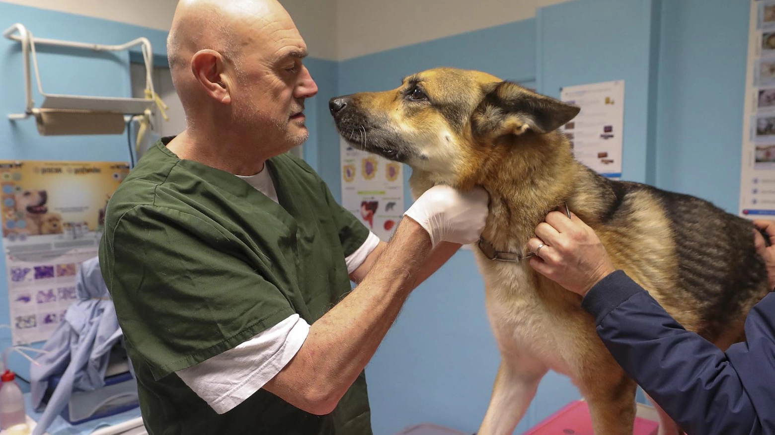 Bonus per il veterinario  Dal Comune gli aiuti  alle famiglie con animali