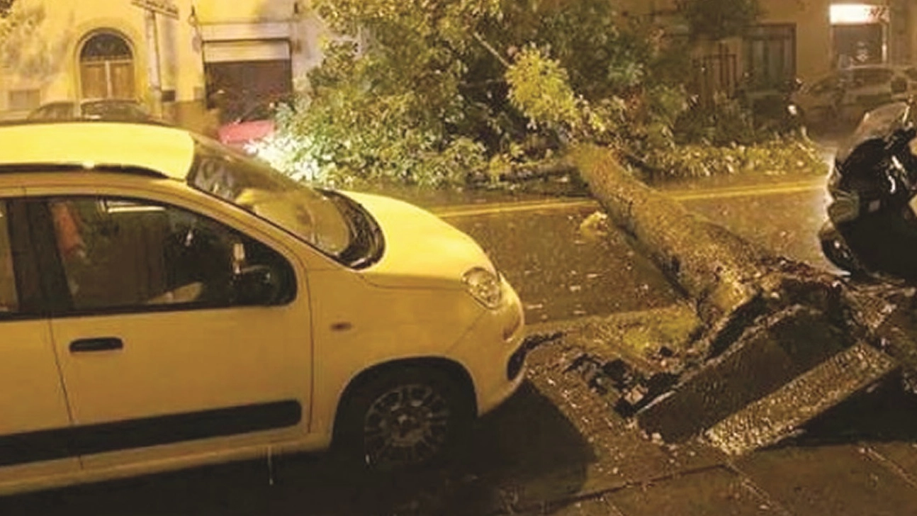 Maltempo, l'albero crollato in viale Corsica a Firenze